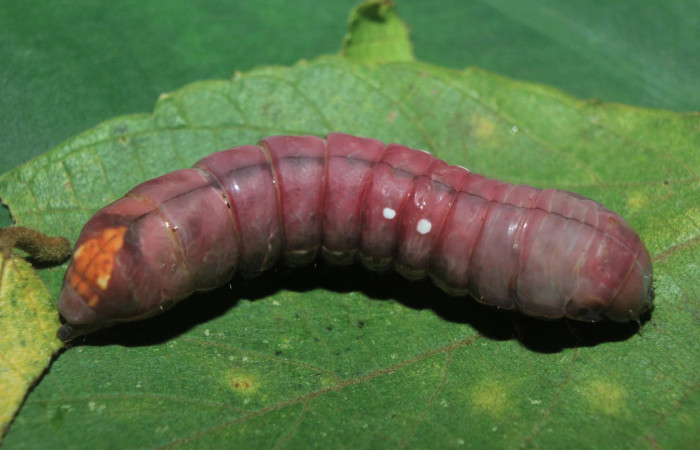 Figura 5. Larva <i>Crinodes besckei</i></i> (Notodontidae), en estado de prepupa vista dorsal, localidad Medrano Estación Quica Sector Pitilla ACG (380m). Voucher: 15-SRNP-71120-DHJ727585.jpg.