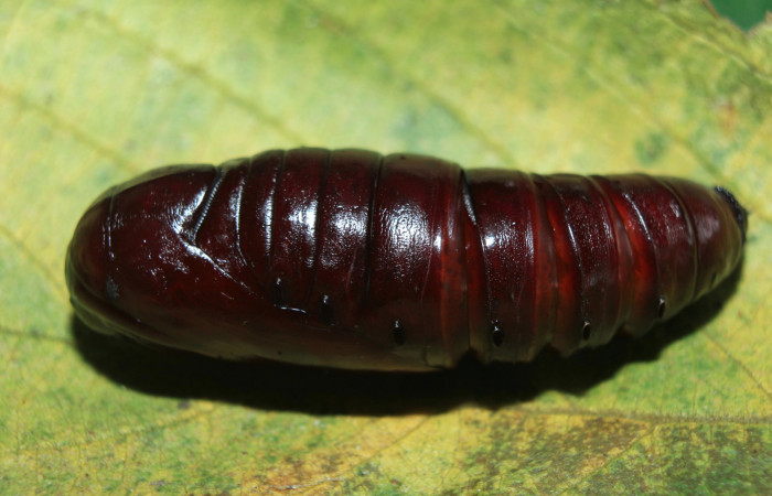 Figura 6. Pupa de <i>Crinodes besckei</i></i> (Notodontidae), vista dorsal, localidad Medrano Estación Quica Sector Pitilla ACG (380m). Voucher: 15-SRNP-71120-DHJ727590.jpg.