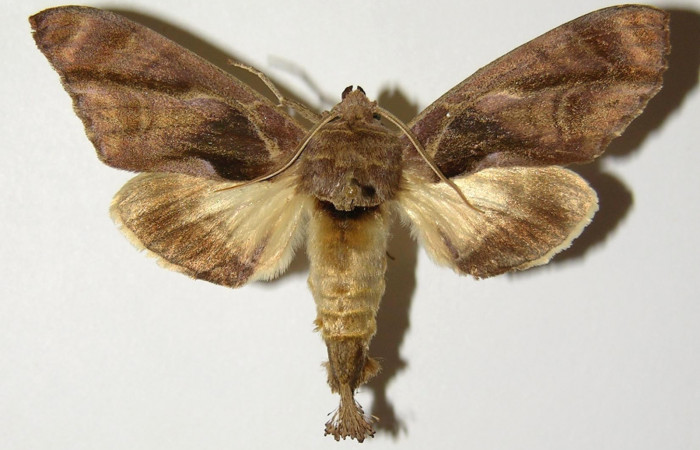 Figura 9. Adulto de <i>Crinodes besckei</i></i> (Notodontidae), macho vista dorsal, localidad Cafetal Sector Santa Rosa ACG (280m). Voucher: 93-SRNP-844-DHJ300860.jpg.