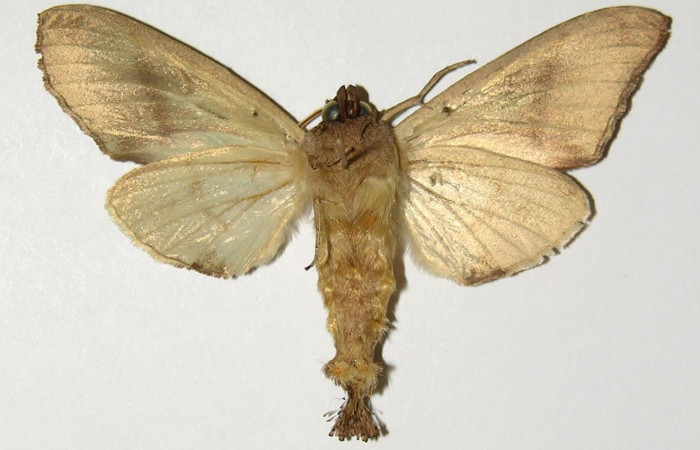 Figura 10. Adulto de <i>Crinodes besckei</i></i> (Notodontidae), macho vista ventral, localidad Cafetal Sector Santa Rosa ACG (280m). Voucher: 93-SRNP-844-DHJ300861.jpg.