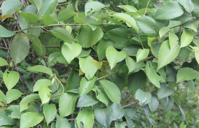 Figura 11. Planta hospedera de <i>Crinodes besckei</i></i> (Notodontidae), esta planta se llama <i>Gouania polygama</i></i> (Rhamnaceae), localidad Estación Quica Sector Pitilla ACG (470m).