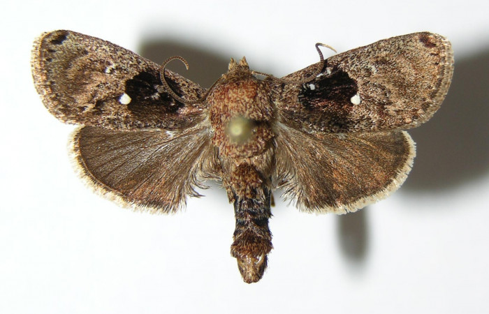 Figura 10. Adulto de <i>Venadicodia caneti</i></i> (Limacodidae), macho vista dorsal, localidad Potrero Argentina, Sector San Cristóbal ACG (520m). Voucher: 05-SRNP-4246-DHJ337152.jpg.