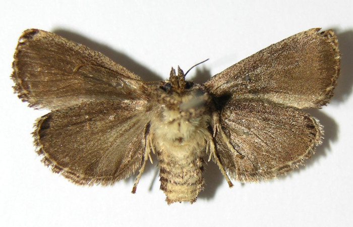 Figura 9. Adulto de <i>Venadicodia caneti</i></i> (Limacodidae), hembra vista ventral, localidad Puente Palma, Sector San Cristóbal ACG (460m). Voucher: 05-SRNP-7104-DHJ337157.jpg.