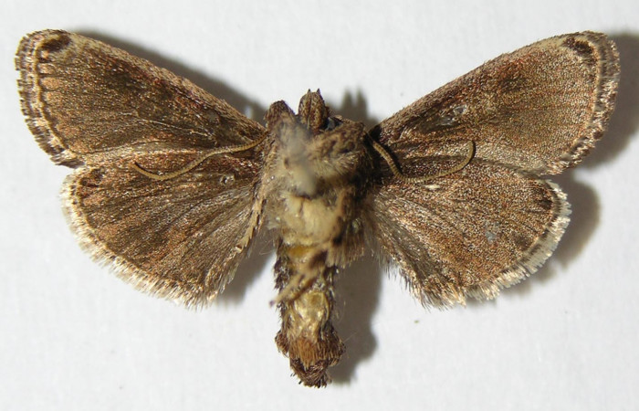 Figura 11. Adulto de <i>Venadicodia caneti]/i] (Limacodidae), macho vista ventral, localidad Rio Blanco Abajo, Sector San Cristóbal ACG (500m). Voucher: 06-SRNP-2570-DHJ344427.jpg.