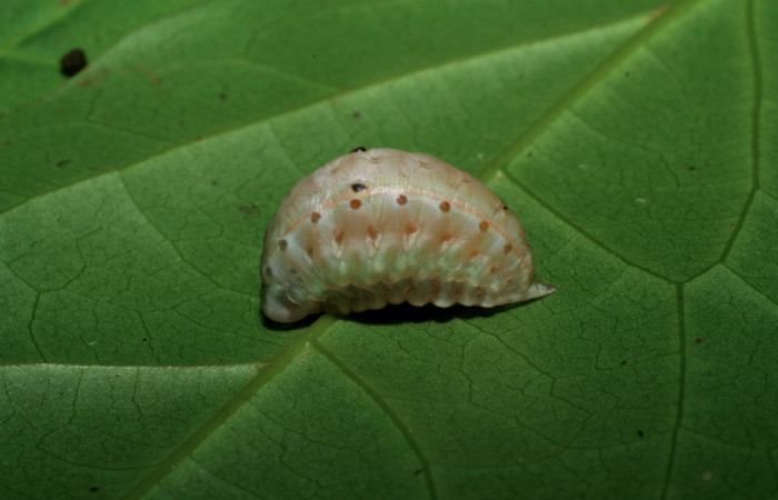 Figura 5. Larva <i>Venadicodia caneti</i></i> (Limacodidae) en estado de prepupa vista lateral, localidad Sendero Laguna, Sector Pitilla ACG (680m). Voucher: 06-SRNP-34720-DHJ425436.jpg.