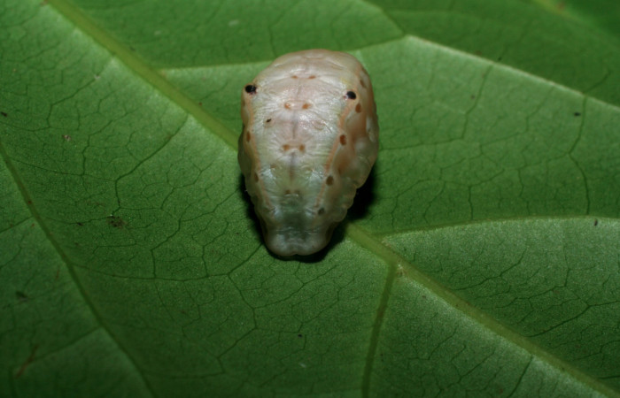 Figura 6. Larva <i>Venadicodia caneti</i></i> (Limacodidae) en estado de prepupa vista dorsal, localidad Sendero Laguna, Sector Pitilla ACG (680m). Voucher: 06-SRNP-34720-DHJ425437.jpg.