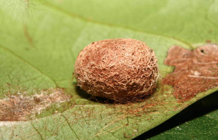 Figura 7. Capullo <i>Venadicodia caneti</i></i> (Limacodidae), vista lateral, localidad Medrano, Estación Biológica Quica Sector Pitilla ACG (380m). Voucher: 13-SRNP-71767-DHJ703385.jpg.