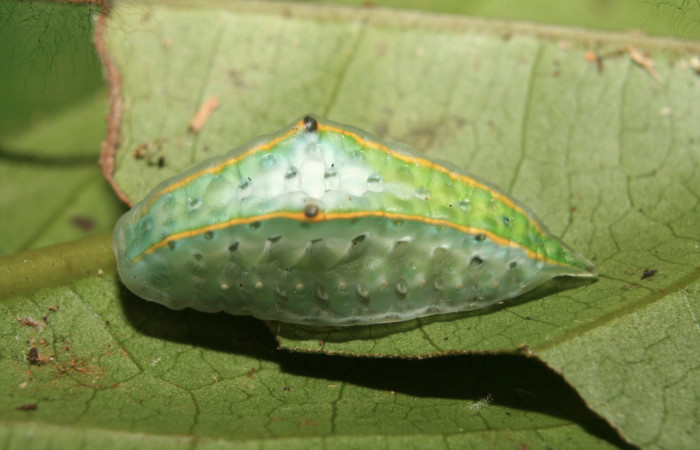 Figura 3. Larva <i>Venadicodia caneti</i></i> (Limacodidae), penúltimo estadío (PU) vista dorsal, localidad Medrano, Estación Biológica Quica Sector Pitilla ACG (380m). Voucher: 13-SRNP-71768-DHJ703392.jpg.