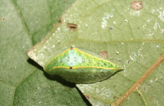 Figura 2. Larva <i>Venadicodia caneti</i></i> (Limacodidae), tercer estadío (PPU) vista dorsal, localidad Medrano, Estación Biológica Quica Sector Pitilla ACG (380m).  Voucher: 13-SRNP-71771-DHJ703394.jpg.