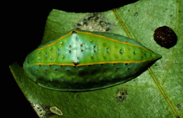 Figura 4. Larva <i>Venadicodia caneti</i></i> (Limacodidae), ultimo estadío (U) vista dorsal, localidad Bosque Húmedo, Sector Santa Rosa ACG (290m). Voucher: 93-SRNP-2868-DHJ27075.jpg.