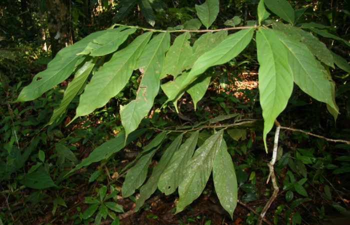 Figura 12. Planta hospedera de <i>Venadicodia caneti</i></i> (Limacodidae), esta planta se llama <i>Ocotea atirrensis</i></i> (Lauraceae), localidad Estación Biológica Quica Sector Pitilla ACG (470m).