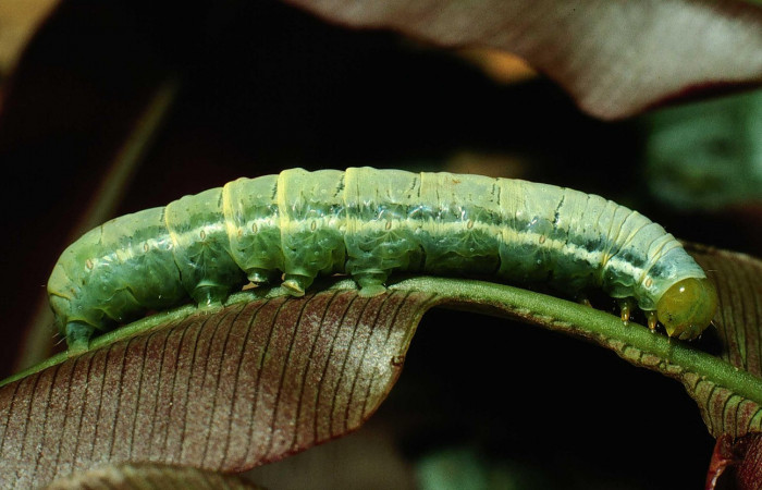 Fig. 15 Lateral entero <i>Phuphena multilinea</i></i> (Noctuidae, alimentándose en <i>Salpichlaena volubilis</i></i> (Blechnaceae), Sector San Cristóbal, Río Blanco Abajo, (elevación 500 metros). Colectada 20 Junio 2001 (01-SRNP-2233-DHJ61148.jpg).