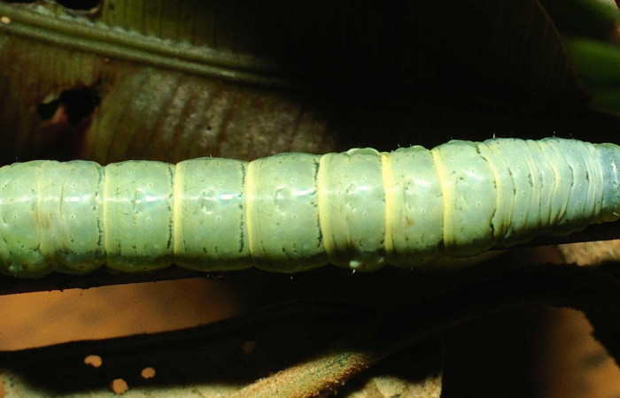 Fig. 6 Dorsal entero <i>Phuphena multilinea</i></i> (Noctuidae, alimentándose en <i>Salpichlaena volubilis</i></i> (Blechnaceae), Sector San Cristobal, Río Blanco Abajo, (elevación 500 metros). Colectada 20 Junio 2001  (01-SRNP-2233-DHJ61151.jpg).