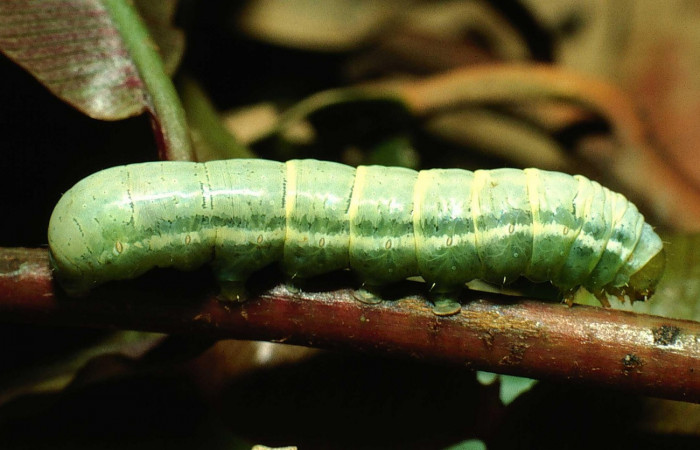 Fig. 7 Lateral entero <i>Phuphena multilinea</i></i> (Noctuidae, alimentándose en <i>Salpichlaena volubilis</i></i> (Blechnaceae), Sector San Cristóbal, Río Blanco Abajo, (elevación 500 metros). Colectada 20 Junio 2001 (01-SRNP-2233-DHJ61152.jpg).