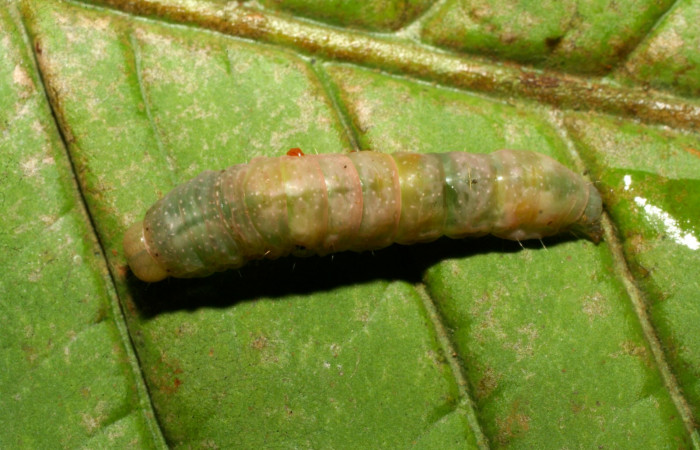 Fig. 10 Dorsal entero <i>Phuphena multilinea</i></i> (Noctuidae), Sector Pitilla, Quebradona, (elevación 475 metros). Colectada 22 ABril 2008 (08-SRNP-70177-DHJ443226.jpg).