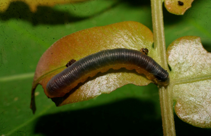 Fig. 12 Dorsal entero <i>Phuphena cilix</i></i> (Noctuidae, alimentándose en <i>Blechnum occidentale</i></i> (Blechnaceae), Sector Del Oro, Quebrada Trigal, (elevación 290 metros). Colectada 16 Junio 2009 (09-SRNP-21479-DHJ466083.jpg).