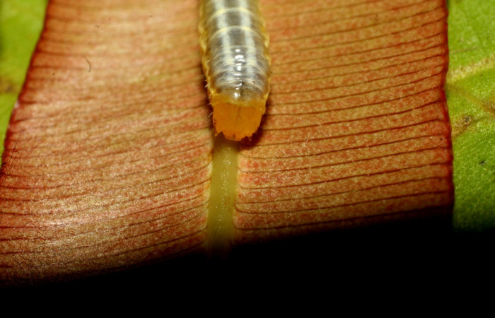 Fig. 5 Cabeza <i>Phuphena multilinea</i></i> (Noctuidae, alimentándose en <i>Salpichlaena volubilis</i></i> (Blechnaceae), Sector pitilla, Estacion Pitilla, (elevación 675 metros). Colectada 10 Junio 2009 (09-SRNP-31691-DHJ458758.jpg).