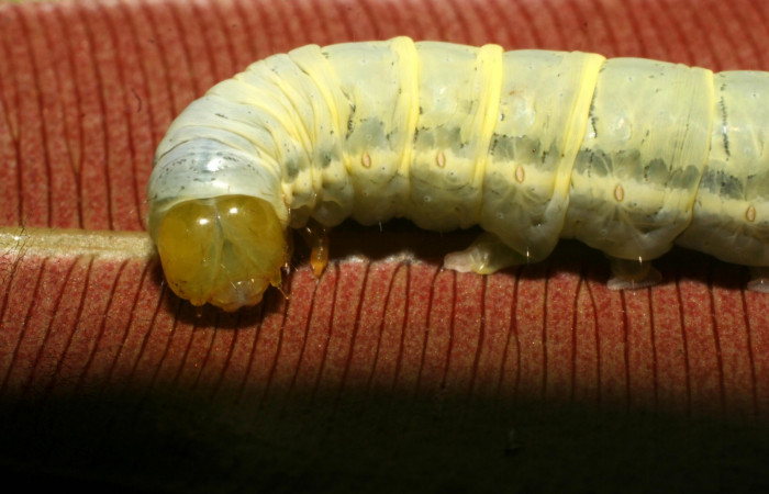 Fig. 8 Cabeza <i>Phuphena multilinea</i></i> (Noctuidae, alimentándose en <i>Salpichlaena volubilis</i></i> (Blechnaceae,, Sector Pitilla, Estación Pitilla, (elevación 675 metros). Colectada 9 Junio 2009 (09-SRNP-31693-DHJ458759.jpg).