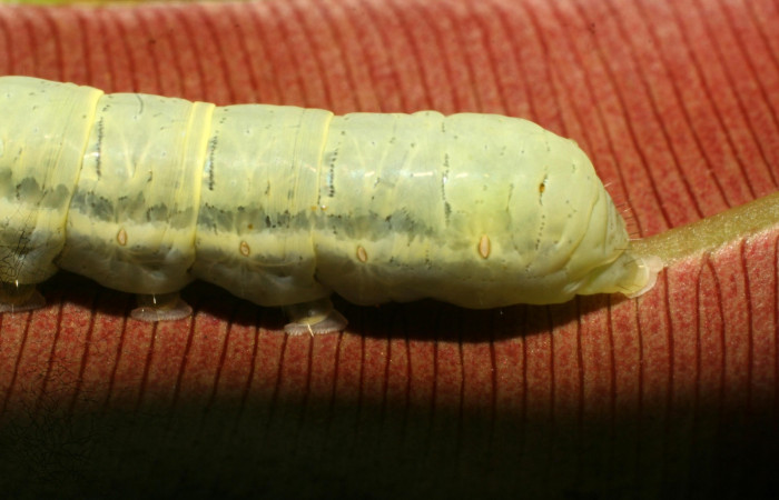 Fig. 9 Lateral <i>Phuphena multilinea</i></i> (Noctuidae, alimentándose en <i>Salpichlaena volubilis</i></i> (Blechnaceae), Sector Pitilla, Estación Pitilla, (elevación 675 metros). Colectada 9 Junio 2009 (09-SRNP-31693-DHJ458760.jpg).