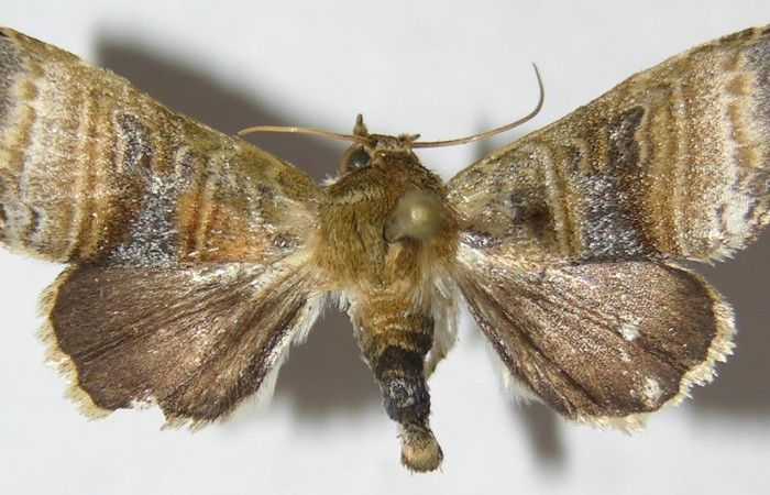 Figura 1. Adulto de <i>Phuphena multilinea</i></i> (Noctuidae) mide 27 mm, posición vista dorsal dorsal (09-SRNP-31728-DHJ514666).