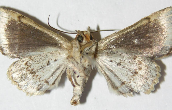 Figura 19. Adulto de Phuphena multilinea, (Noctuidae), posición vista ventral (hembra). (09-SRNP-31728-DHJ514667.jpg). 