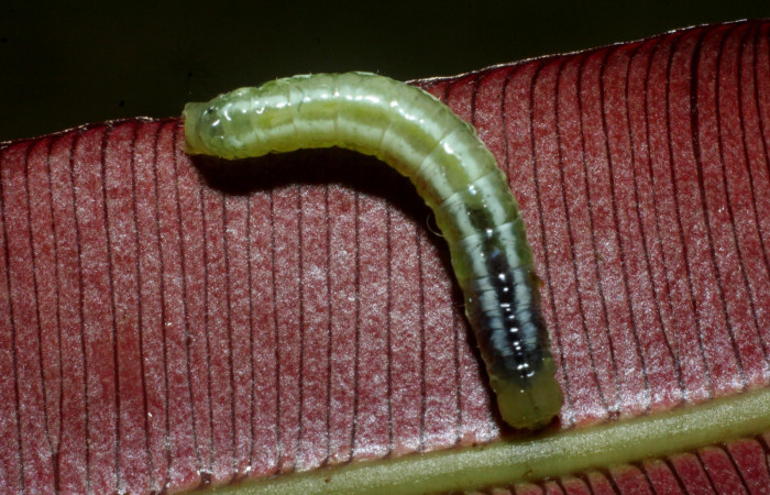 Fig. 3 Dorsal entero <i>Phuphena multilinea</i></i> (Noctuidae), alimentándose en <i>Salpichlaena volubilis</i></i>(Blechnaceae), Sector pitilla, Estacion Pitilla, (elevación 675 metros). Colectada 11 Junio 2009 (09-SRNP-31857-DHJ455186.jpg).