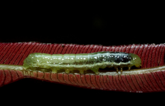 Fig. 4 Lateral entero <i>Phuphena multilinea</i></i> (Noctuidae, alimentándose en <i>Salpichlaena volubilis</i></i> (Blechnaceae), Sector pitilla, Estacion Pitilla, (elevación 675 metros). Colectada 11 Junio 2009 (09-SRNP-31857-DHJ455188.jpg).