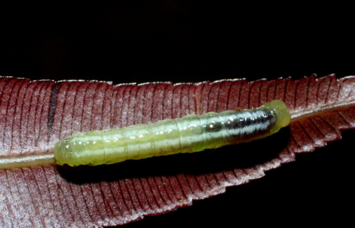 Fig. 13 Dorsal entero <i>Phuphena multilinea</i></i> (Noctuidae, alimentándose en <i>Salpichlaena volubilis</i></i> (Blechnaceae), Sector Pitilla, Estacion Pitillal, (elevación 675 metros). Colectada 11 Junio 2009 (09-SRNP-31857-DHJ455189.jpg).