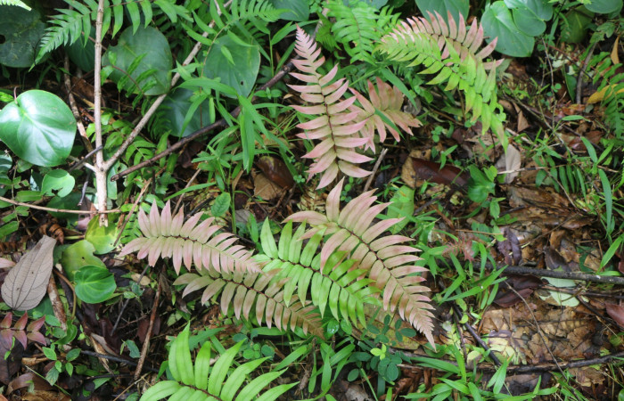 Figura 20. Planta hospedera de larva <i>Phuphena multilinea</i></i>, (Noctuidae), <i> Salpichlaena volubilis</i></i>, (Blechnaceae), posición hojas. Foto Anabelle Córdoba, 12 Agosto 2019.