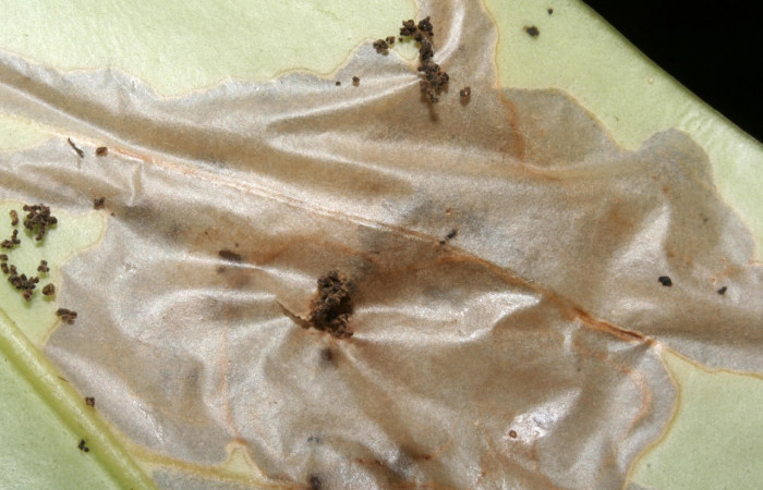 Figura. 11 Casa de elachJanzen01 Janzen879 (Depressariidae), alimentándose en <i>Schiegelia fastigiata</i></i>, (Schlegeliaceae). (09-SRNP-42666-DHJ466610.jpg).