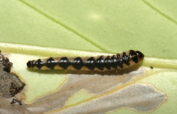 Figura. 12 Larva elachJanzen01 Janzen879 (Depressariidae), posición dorsal alimentándose en <i>Schiegelia fastigiata</i></i>, (Schlegeliaceae). (09-SRNP-42666-DHJ466616.jpg.