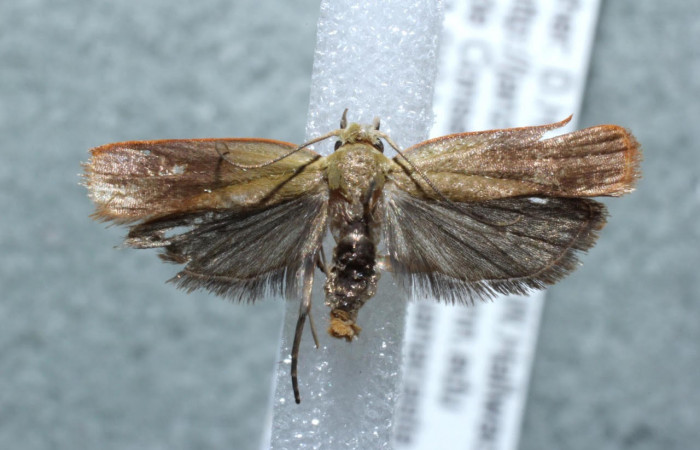 Figura 13. Adulto elachJanzen01 Janzen879 (Depressariidae) vista dorsal. (13-SRNP-44387-DHJ581713).