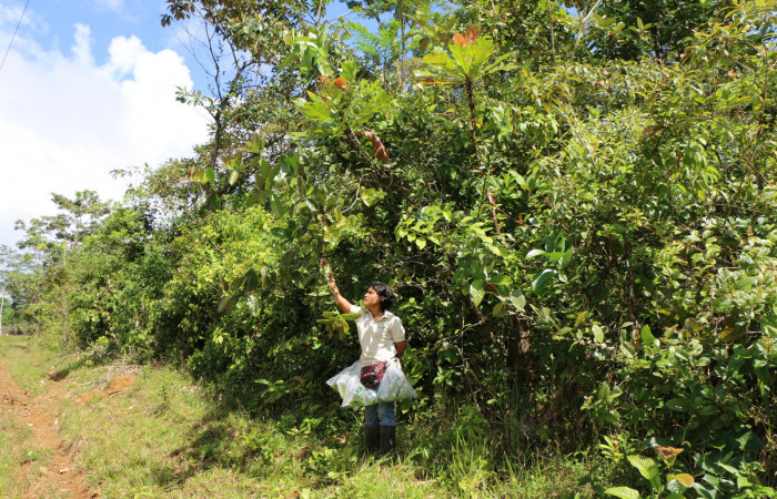 Figura. 1 Habitad, <i>Schiegelia fastigiata</i></i>, (Schlegeliaceae). Area de Conservación Guanacaste, Sector Rincón Rain Forest, Estación Leiva, Selva, (elevación 410 metros). Colectada el 12 Enero 2019. Foto, Jorge Hernández.