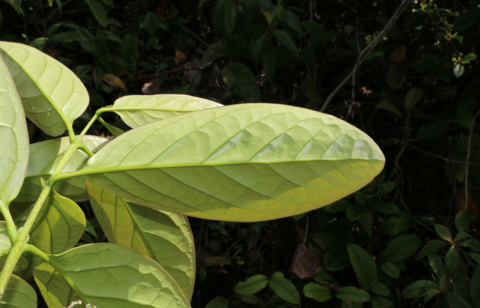 Figura. 3 Hoja envés, <i>Schiegelia fastigiata</i></i>, (Schlegeliaceae). Area de Conservación Guanacaste, Sector Rincón Rain Forest, Estación Leiva, Selva, (elevación 410 metros). Colectada el 12 Enero 2019. Foto, Jorge Hernández.