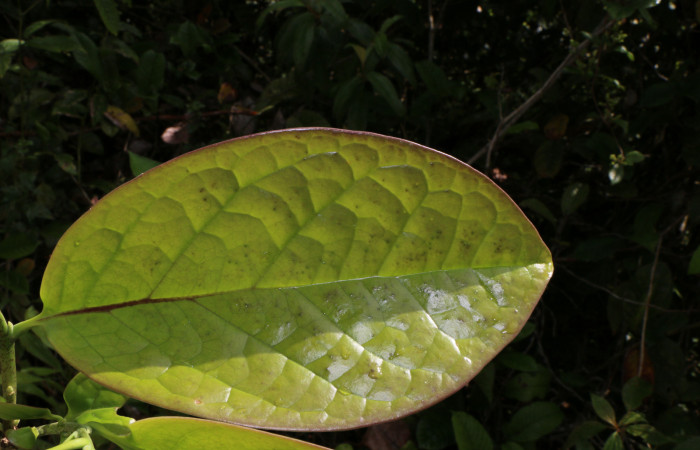 Figura. 2 Hoja haz, <i>Schiegelia fastigiata</i></i>, (Schlegeliaceae). Area de Conservación Guanacaste, Sector Rincón Rain Forest, Estación Leiva, Selva, (elevación 410 metros). Colectada el 12 Enero 2019. Foto, Jorge Hernández.