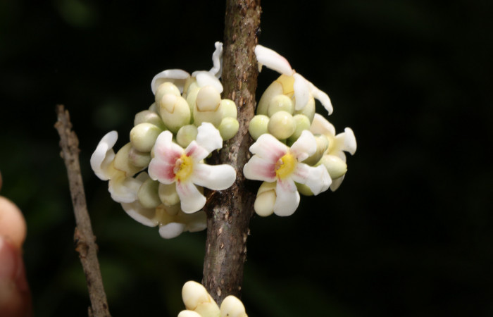 Figura. 7 Flores en racimo, <i>Schiegelia fastigiata</i></i>, (Schlegeliaceae). Area de Conservación Guanacaste, Sector Rincón Rain Forest, Estación Leiva, Selva, (elevación 410 metros). Colectada el 12 Enero 2019. Foto, Jorge Hernández.