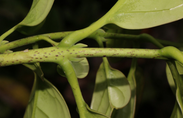 Figura. 5 Posición hojas, <i>Schiegelia fastigiata</i></i>, (Schlegeliaceae). Area de Conservación Guanacaste, Sector Rincón Rain Forest, Estación Leiva, Selva, (elevación 410 metros). Colectada el 12 Enero 2019. Foto, Jorge Hernández.