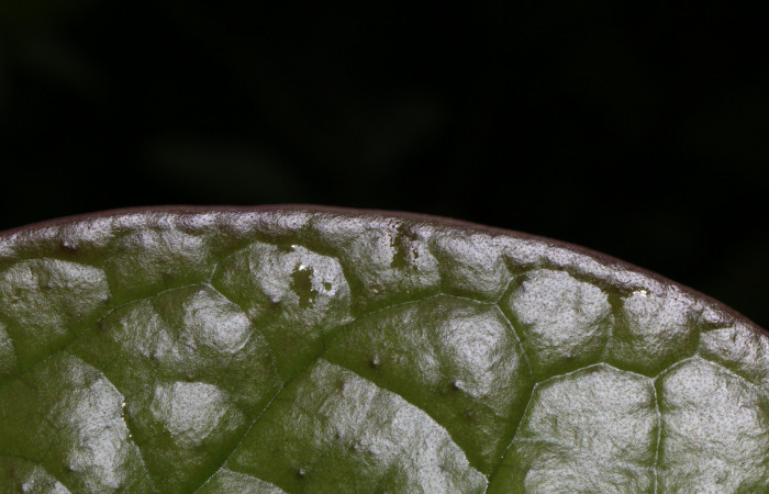 Figura. 4 Margen entero, <i>Schiegelia fastigiata</i></i>, (Schlegeliaceae). Area de Conservación Guanacaste, Sector Rincón Rain Forest, Estación Leiva, Selva, (elevación 410 metros). Colectada el 12 Enero 2019. Foto, Jorge Hernández.