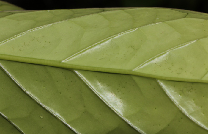 Figura. 6 Posición hoja, <i>Schiegelia fastigiata</i></i>, (Schlegeliaceae). Area de Conservación Guanacaste, Sector Rincón Rain Forest, Estación Leiva, Selva, (elevación 410 metros). Colectada el 12 Enero 2019. Foto, Jorge Hernández.