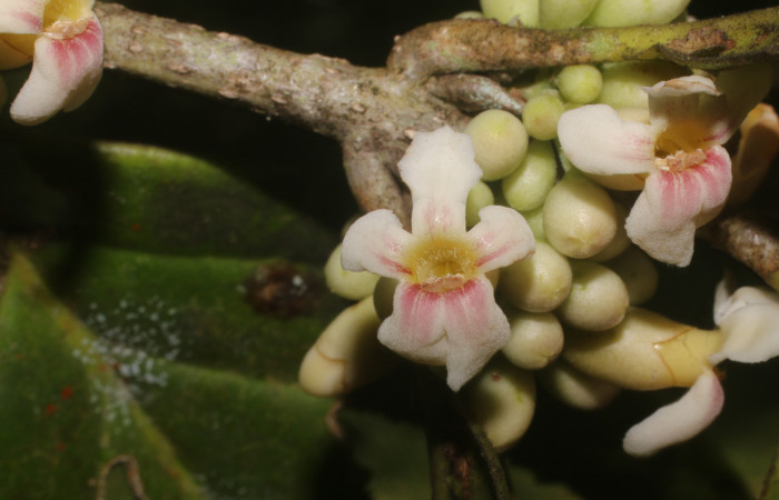 Figura. 9 Flores de frente, <i>Schiegelia fastigiata</i></i>, (Schlegeliaceae). Area de Conservación Guanacaste, Sector Rincón Rain Forest, Estación Leiva, Selva, (elevación 410 metros). Colectada el 12 Enero 2019. Foto, Jorge Hernández.