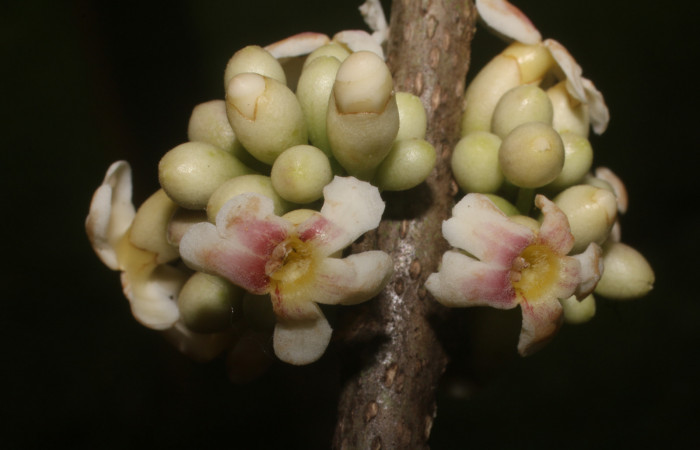 Figura. 8 Flores en racimo, <i>Schiegelia fastigiata</i></i>, (Schlegeliaceae). Area de Conservación Guanacaste, Sector Rincón Rain Forest, Estación Leiva, Selva, (elevación 410 metros). Colectada el 12 Enero 2019. Foto, Jorge Hernández.