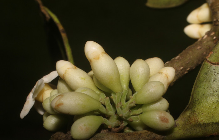 Figura. 10 Botones florales, <i>Schiegelia fastigiata</i></i>, (Schlegeliaceae). Area de Conservación Guanacaste, Sector Rincón Rain Forest, Estación Leiva, Selva, (elevación 410 metros). Colectada el 12 Enero 2019. Foto, Jorge Hernández.