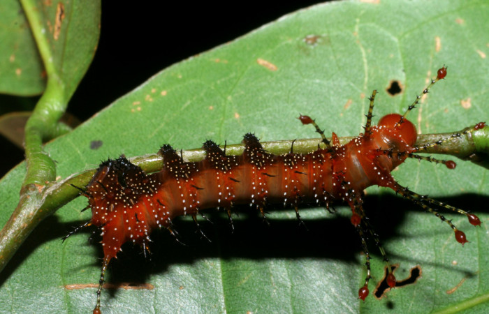 Figura 8. <i>Schausiella santarosensis</i></i> (Saturniidae) tercer estadio, vista lateral, Sector Santa Rosa Area Administrativa. Voucher 08-SRNP-12881-DHJ437751.jpg.