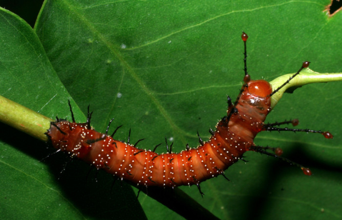 Figura 5. <i>Schausiella santarosensis</i></i> (Saturniidae) tercer estadio, vista dorsal, Sector Santa Rosa Area Administrativa. Voucher 08-SRNP-12881-DHJ437907.jpg.