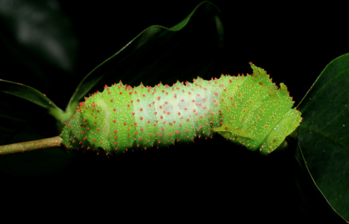 Figura 12. <i>Schausiella santarosensis</i></i> (Saturniidae) último estadio, posición dorsal, Sector Santa Rosa Area Administrativa. Voucher 08-SRNP-13461-DHJ437883.jpg.