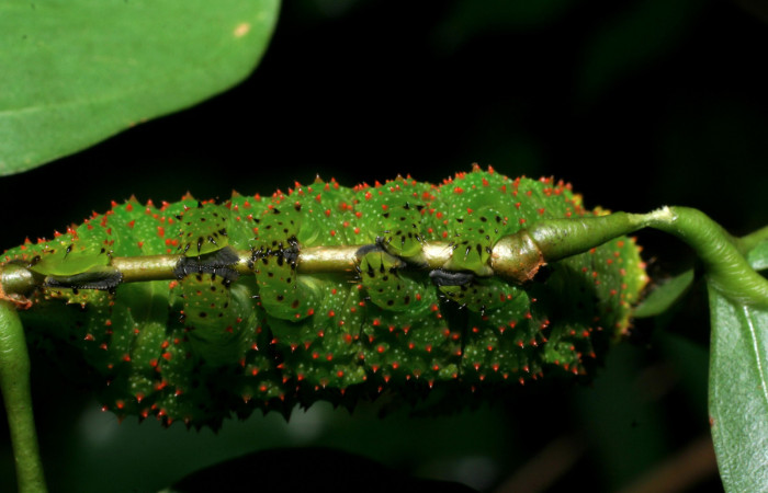 Figura 15. <i>Schausiella santarosensis</i></i> (Saturniidae) último estadio, posición ventral, Sector Santa Rosa Area Administrativa. Voucher 08-SRNP-13461-DHJ437886.jpg.