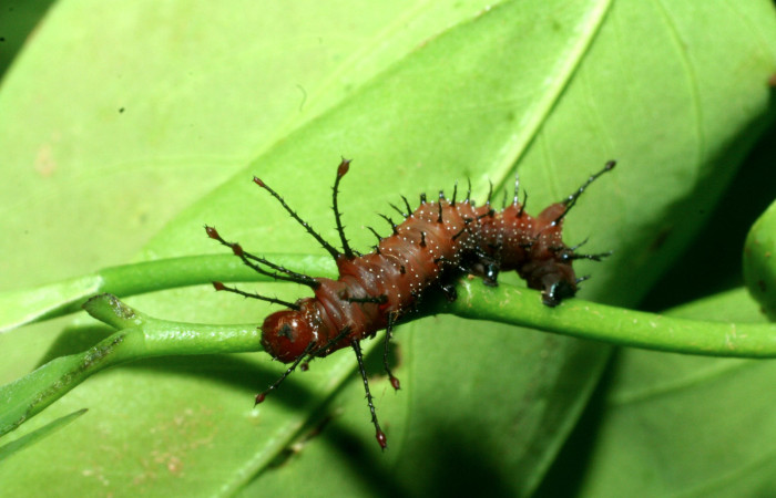 Figura 4. <i>Schausiella santarosensis</i></i> (Saturniidae), segundo estadio posición dorsal frontal,  Sector Santa Rosa, Luces. Voucher 09-SRNP-13674-DHJ454636.jpg.