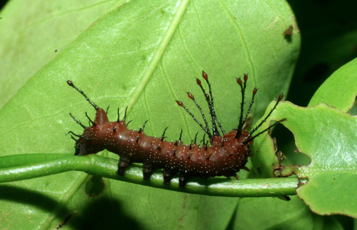 Figura 3. <i>Schausiella santarosensis</i></i> (Saturniidae), segundo estadio posición lateral,  Sector Santa Rosa, Luces. Voucher 09-SRNP-13674-DHJ454639.jpg.