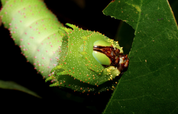 Figura 14. <i>Schausiella santarosensis</i></i> (Saturniidae) último estadio, posición frontal, Sector Santa Rosa Area Administrativa. Voucher 12-SRNP-13301-DHJ498724.jpg.