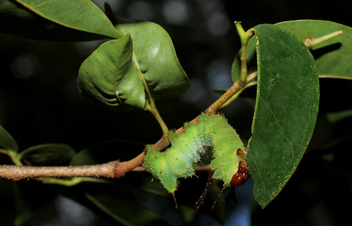 Figura 9. <i>Schausiella santarosensis</i></i> (Saturniidae) penúltimo estadio, posición lateral Sector Santa, Luces. Voucher 13-SRNP-10102-DHJ499011.jpg.